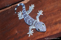 Gekko gecko