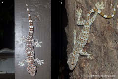 Gekko gecko