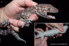 Gekko gecko