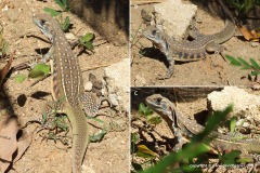 Leiolepis belliana