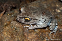 Leptobrachium smithi