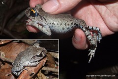 Leptobrachium smithi