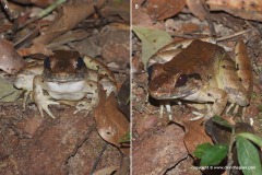 Limnonectes blythii