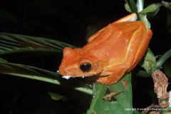Polypedates cf. leucomystax