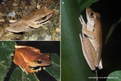 Polypedates cf. leucomystax