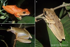 Polypedates cf. leucomystax