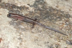 Sphenomorpus sp.