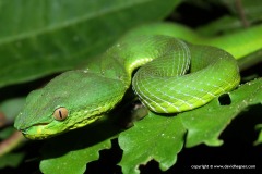 Trimeresurus fucatus