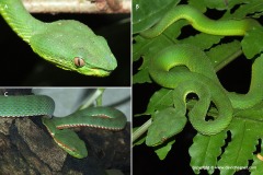 Trimeresurus fucatus