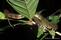 Xenochrophis trianguligerus