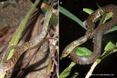 Xenochrophis trianguligerus