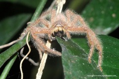 Sparassidae sp.