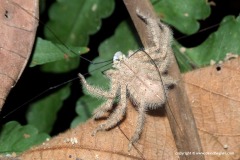 Sparassidae sp.
