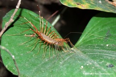 Scutigera sp.