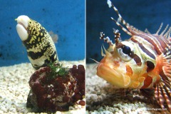 Underwater World
