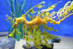 Phycodurus eques