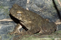 Phrynoidis asper