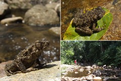 Phrynoidis asper