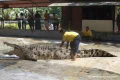 Crocodile Farm