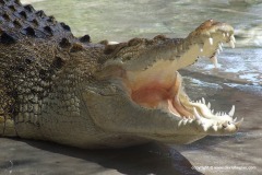 Crocodile Farm