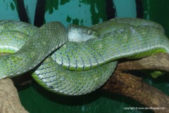 Trimeresurus hageni