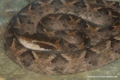 Calloselasma rhodostoma