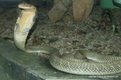 Ophiophagus hannah