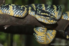 Tropidolaemus wagleri