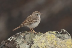 Anthus berthelotii