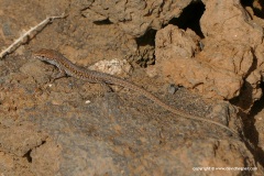 Gallotia atlantica