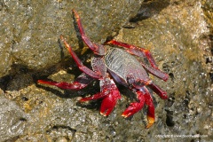 Grapsus adscensionis