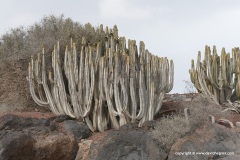 Euphorbia sp.