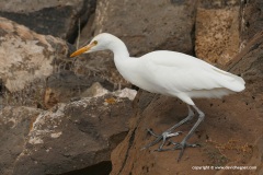 Bubulcus ibis