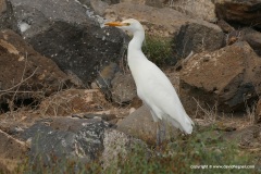 Bubulcus ibis