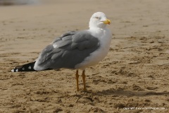 Larus michahellis