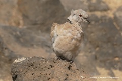 Streptopelia decaocto