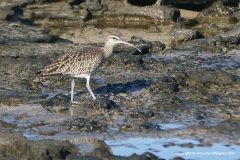 Numenius phaeopus