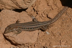 Gallotia atlantica