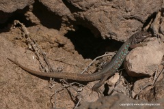 Gallotia atlantica