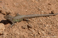 Gallotia atlantica