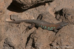 Gallotia atlantica
