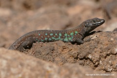 Gallotia atlantica