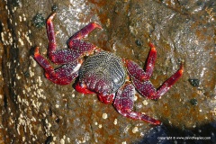 Grapsus adscensionis