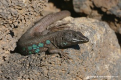 Gallotia atlantica