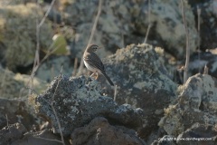 Anthus berthelotii
