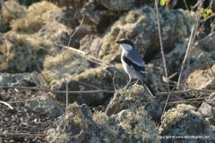 Lanius meridionalis