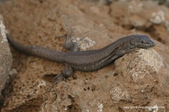 Gallotia atlantica