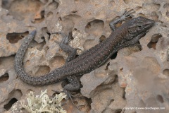 Gallotia atlantica
