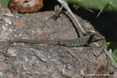 Gallotia atlantica