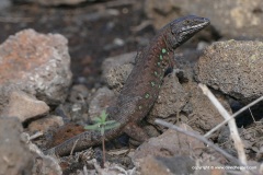 Gallotia atlantica